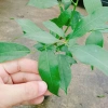 Cây Chôm Chôm Thái ăn quả - Giá chỉ 45.000 VND, chất lượng cao, sinh trưởng nhanh 4