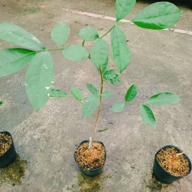 Cây Chôm Chôm Thái ăn quả - Giá chỉ 45.000 VND, chất lượng cao, sinh trưởng nhanh