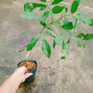 Cây Chôm Chôm Thái ăn quả - Giá chỉ 45.000 VND, chất lượng cao, sinh trưởng nhanh
