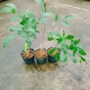 Cây Chôm Chôm Thái ăn quả - Giá chỉ 45.000 VND, chất lượng cao, sinh trưởng nhanh 7