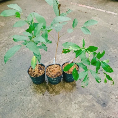 Cây Chôm Chôm Thái ăn quả - Giá chỉ 45.000 VND, chất lượng cao, sinh trưởng nhanh
