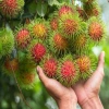 Cây Chôm Chôm Thái ăn quả - Giá chỉ 45.000 VND, chất lượng cao, sinh trưởng nhanh 8