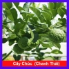 Cây Chúc (Chanh Thái) - Cây Chanh Ăn Lá, Chanh Hấp Gà, Giá Gốc 49.140đ Giảm còn 39.000đ
