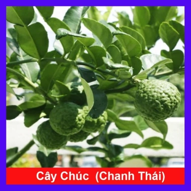 Cây Chúc (Chanh Thái) - Cây Chanh Ăn Lá, Chanh Hấp Gà, Giá Gốc 49.140đ Giảm còn 39.000đ Cây Chúc (Chanh Thái) - Cây Chanh Ăn Lá, Chanh Hấp Gà, Giá Gốc 49.140đ Giảm còn 39.000đ