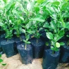 Cây Chúc (Chanh Thái) - Cây Chanh Ăn Lá, Chanh Hấp Gà, Giá Gốc 49.140đ Giảm còn 39.000đ 3
