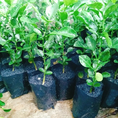 Cây Chúc (Chanh Thái) - Cây Chanh Ăn Lá, Chanh Hấp Gà, Giá Gốc 49.140đ Giảm còn 39.000đ 3 Cây Chúc (Chanh Thái) - Cây Chanh Ăn Lá, Chanh Hấp Gà, Giá Gốc 49.140đ Giảm còn 39.000đ 3