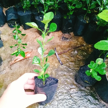 Cây Chúc (Chanh Thái) - Cây Chanh Ăn Lá, Chanh Hấp Gà, Giá Gốc 49.140đ Giảm còn 39.000đ
