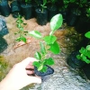 Cây Chúc (Chanh Thái) - Cây Chanh Ăn Lá, Chanh Hấp Gà, Giá Gốc 49.140đ Giảm còn 39.000đ 5