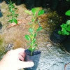 Cây Chúc (Chanh Thái) - Cây Chanh Ăn Lá, Chanh Hấp Gà, Giá Gốc 49.140đ Giảm còn 39.000đ 6