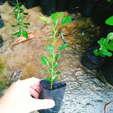 Cây Chúc (Chanh Thái) - Cây Chanh Ăn Lá, Chanh Hấp Gà, Giá Gốc 49.140đ Giảm còn 39.000đ