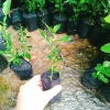 Cây Chúc (Chanh Thái) - Cây Chanh Ăn Lá, Chanh Hấp Gà, Giá Gốc 49.140đ Giảm còn 39.000đ 8