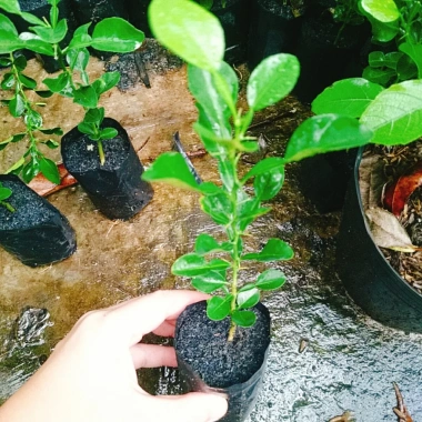Cây Chúc (Chanh Thái) - Cây Chanh Ăn Lá, Chanh Hấp Gà, Giá Gốc 49.140đ Giảm còn 39.000đ
