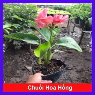 Cây Chuối Hoa Hồng - Cây cảnh siêu bông đẹp, trồng sân vườn, giá ưu đãi 32.000đ