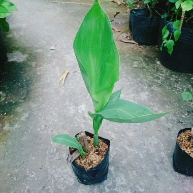 Cây Chuối Hoa Hồng - Cây cảnh siêu bông đẹp, trồng sân vườn, giá ưu đãi 32.000đ