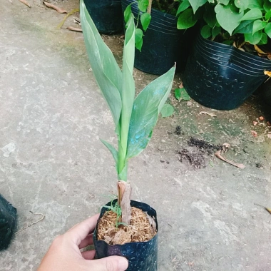 Cây Chuối Hoa Hồng - Cây cảnh siêu bông đẹp, trồng sân vườn, giá ưu đãi 32.000đ