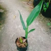 Cây Chuối Hoa Hồng - Cây cảnh siêu bông đẹp, trồng sân vườn, giá ưu đãi 32.000đ 5