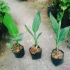 Cây Chuối Hoa Hồng - Cây cảnh siêu bông đẹp, trồng sân vườn, giá ưu đãi 32.000đ 7