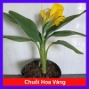 Cây Chuối Hoa Thái màu vàng, thân lùn - Cây cảnh sân vườn giá ưu đãi 32.000₫