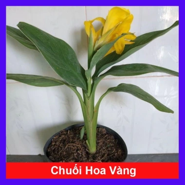 Cây Chuối Hoa Thái màu vàng, thân lùn - Cây cảnh sân vườn giá ưu đãi 32.000₫