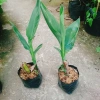 Cây Chuối Hoa Thái màu vàng, thân lùn - Cây cảnh sân vườn giá ưu đãi 32.000₫ 4