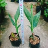 Cây Chuối Hoa Thái màu vàng, thân lùn - Cây cảnh sân vườn giá ưu đãi 32.000₫ 5