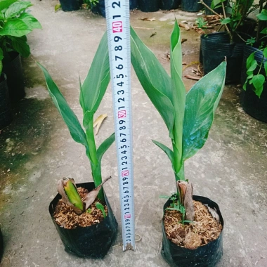 Cây Chuối Hoa Thái màu vàng, thân lùn - Cây cảnh sân vườn giá ưu đãi 32.000₫