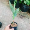 Cây Chuối Hoa Thái màu vàng, thân lùn - Cây cảnh sân vườn giá ưu đãi 32.000₫ 6