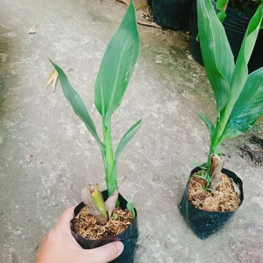 Cây Chuối Hoa Thái màu vàng, thân lùn - Cây cảnh sân vườn giá ưu đãi 32.000₫