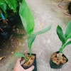 Cây Chuối Hoa Thái màu vàng, thân lùn - Cây cảnh sân vườn giá ưu đãi 32.000₫ 9