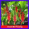 Cây Chuối Mỏ Phượng - Cây cảnh trong nhà, thanh lọc không khí, giảm giá, chỉ 45.000đ
