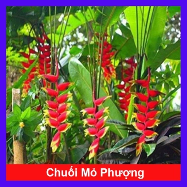 Cây Chuối Mỏ Phượng - Cây cảnh trong nhà, thanh lọc không khí, giảm giá, chỉ 45.000đ