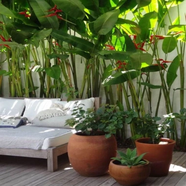 Cây Chuối Mỏ Phượng - Cây cảnh trong nhà, thanh lọc không khí, giảm giá, chỉ 45.000đ 3 Cây Chuối Mỏ Phượng - Cây cảnh trong nhà, thanh lọc không khí, giảm giá, chỉ 45.000đ 3