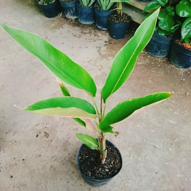 Cây Chuối Mỏ Phượng - Cây cảnh trong nhà, thanh lọc không khí, giảm giá, chỉ 45.000đ