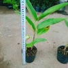 Cây Chuối Mỏ Phượng - Cây cảnh trong nhà, thanh lọc không khí, giảm giá, chỉ 45.000đ 5