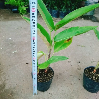 Cây Chuối Mỏ Phượng - Cây cảnh trong nhà, thanh lọc không khí, giảm giá, chỉ 45.000đ 5 Cây Chuối Mỏ Phượng - Cây cảnh trong nhà, thanh lọc không khí, giảm giá, chỉ 45.000đ 5