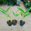 Cây Chuối Mỏ Phượng - Cây cảnh trong nhà, thanh lọc không khí, giảm giá, chỉ 45.000đ 6