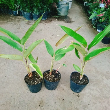 Cây Chuối Mỏ Phượng - Cây cảnh trong nhà, thanh lọc không khí, giảm giá, chỉ 45.000đ