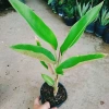 Cây Chuối Mỏ Phượng - Cây cảnh trong nhà, thanh lọc không khí, giảm giá, chỉ 45.000đ 7