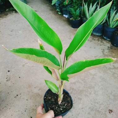 Cây Chuối Mỏ Phượng - Cây cảnh trong nhà, thanh lọc không khí, giảm giá, chỉ 45.000đ 7 Cây Chuối Mỏ Phượng - Cây cảnh trong nhà, thanh lọc không khí, giảm giá, chỉ 45.000đ 7