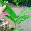 Cây Chuối Mỏ Phượng - Cây cảnh trong nhà, thanh lọc không khí, giảm giá, chỉ 45.000đ 8