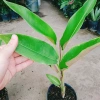 Cây Chuối Mỏ Phượng - Cây cảnh trong nhà, thanh lọc không khí, giảm giá, chỉ 45.000đ 9
