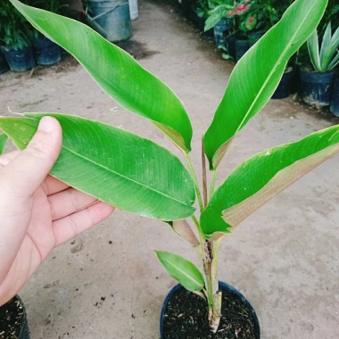 Cây Chuối Mỏ Phượng - Cây cảnh trong nhà, thanh lọc không khí, giảm giá, chỉ 45.000đ 9 Cây Chuối Mỏ Phượng - Cây cảnh trong nhà, thanh lọc không khí, giảm giá, chỉ 45.000đ 9