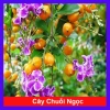 Cây chuỗi ngọc hoa tím - Cây cảnh đẹp, trồng hàng rào sân vườn, Giá chỉ 16.000đ