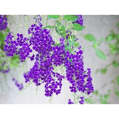 Cây chuỗi ngọc hoa tím - Cây cảnh đẹp, trồng hàng rào sân vườn, Giá chỉ 16.000đ 4