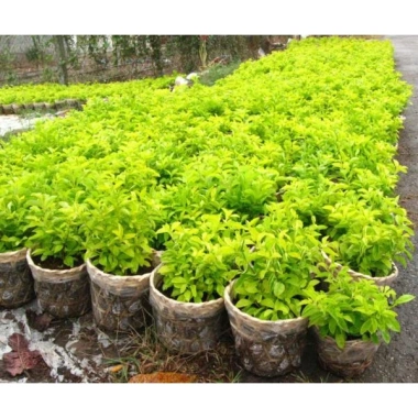 Cây chuỗi ngọc hoa tím - Cây cảnh đẹp, trồng hàng rào sân vườn, Giá chỉ 16.000đ 5