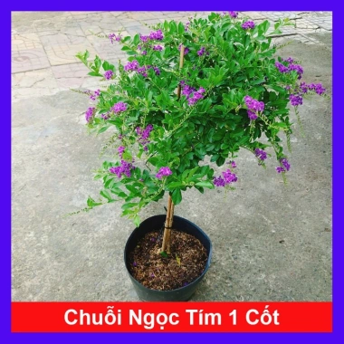 Cây Chuỗi Ngọc Tím Siêu Bông 3 Năm Tuổi - Cảnh Sân Vườn Giá 150.000 VND