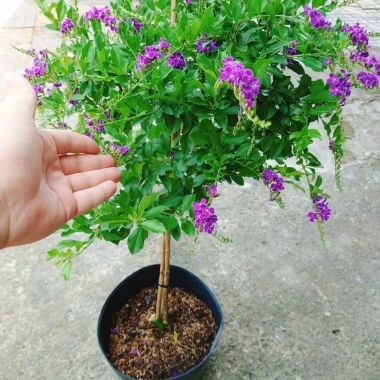 Cây Chuỗi Ngọc Tím Siêu Bông 3 Năm Tuổi - Cảnh Sân Vườn Giá 150.000 VND 2 Cây Chuỗi Ngọc Tím Siêu Bông 3 Năm Tuổi - Cảnh Sân Vườn Giá 150.000 VND 2