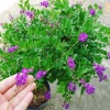 Cây Chuỗi Ngọc Tím Siêu Bông 3 Năm Tuổi - Cảnh Sân Vườn Giá 150.000 VND 3