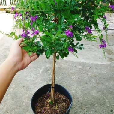 Cây Chuỗi Ngọc Tím Siêu Bông 3 Năm Tuổi - Cảnh Sân Vườn Giá 150.000 VND