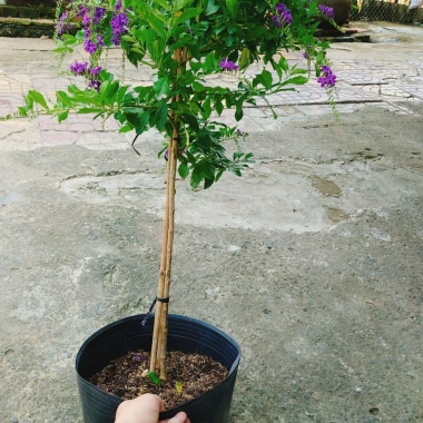 Cây Chuỗi Ngọc Tím Siêu Bông 3 Năm Tuổi - Cảnh Sân Vườn Giá 150.000 VND